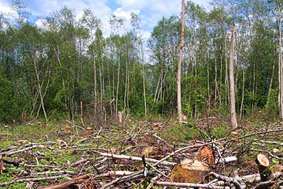 Deforestation Alternative